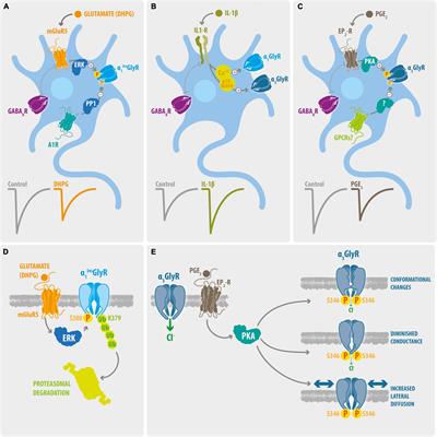 Glycine Receptor Subtypes and Their Roles in Nociception and Chronic Pain